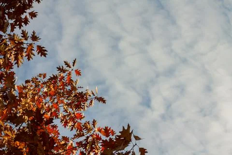 Maple yellow leaves on tree branches. Stock Photos