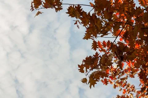 Maple yellow leaves on tree branches. Blue sky with white clouds. Stock Photos