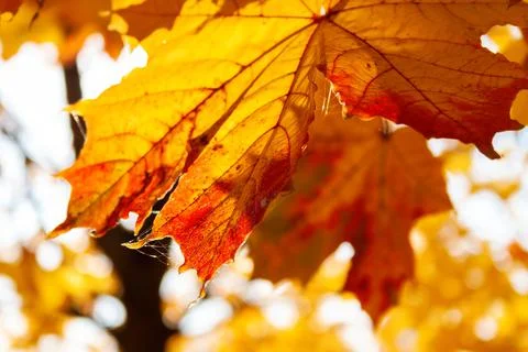 Maple yellow with a red leaf on a branch, pierced by the sun. Foto stock