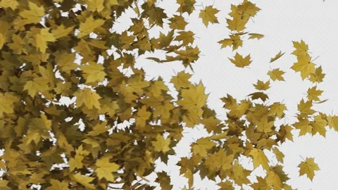 Maple Yellow Transition Stock Footage 251167910
