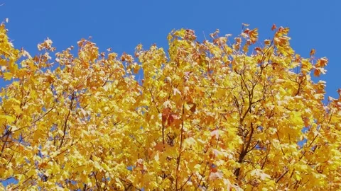 Maple2 Stock Footage 289014962