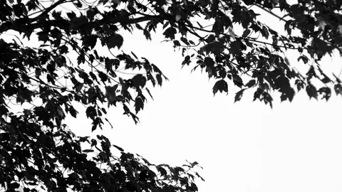 Maple2 with Temple1 Dappled Light motion background Stock Footage 86489900