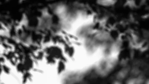 Maple3 with Linen Natural Dappled Light motion background Stock Footage 86490605