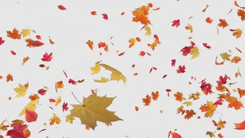 Maple_Burst on Alpha Stock Footage 276956780