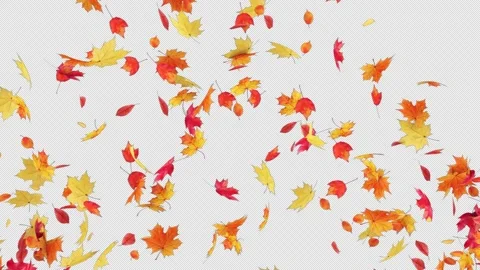 Maple_Burst on Alpha Stock Footage 280172414