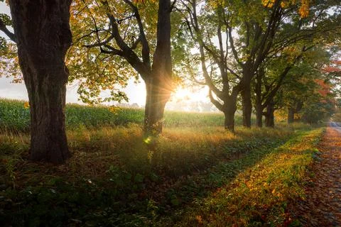 Maples in Autumn Foto stock
