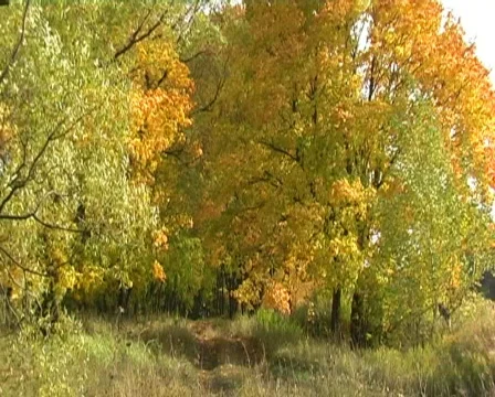 Maples avenue in autumn deciduous forest Stock Footage 534458