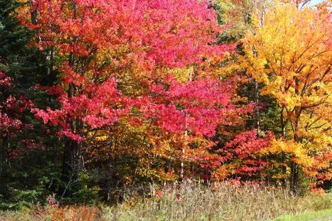 Maples in the fall Stock Photos