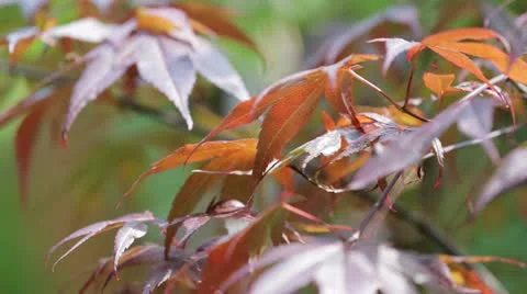 Maples Video stock 11125674