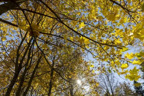 Maples hanging on the branches of a tree during the autumn fall, the beautifu Foto stock