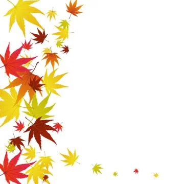 Maples leaves Stock Illustration