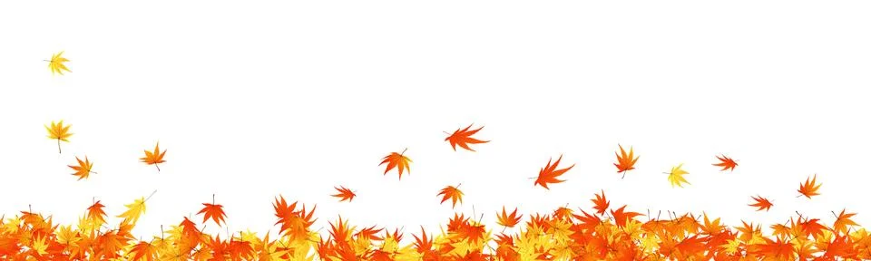 Maples leaves Stock Illustration