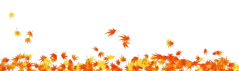 Maples leaves Stock Illustration
