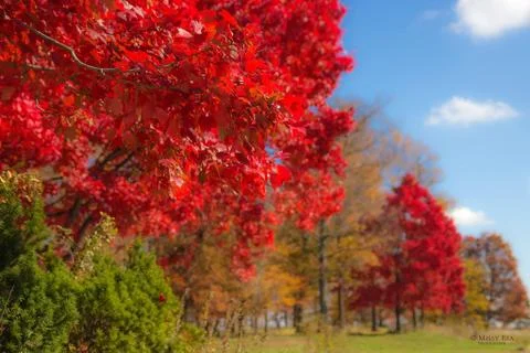 Maples  写真素材