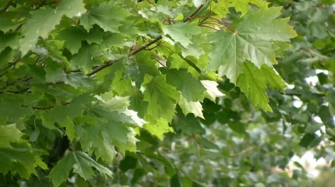 Maples1 ns Stock Footage 357569