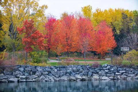 MapleTrees Stock Photos