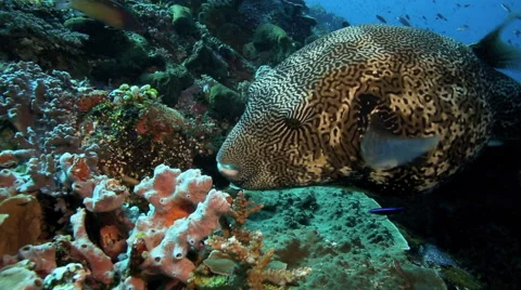 Mappa pufferfish eating coral on reef | Stock Video | Pond5