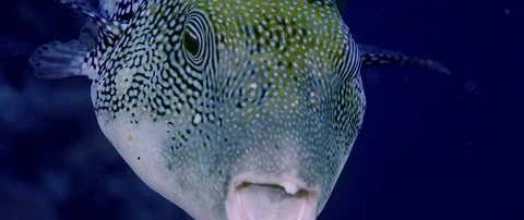 A Mappa Pufferfish is swimming close to the camera, slow motion Stock Footage 83706807
