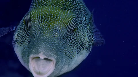 A Mappa Pufferfish is swimming close to the camera, slow motion Video stock 83718734