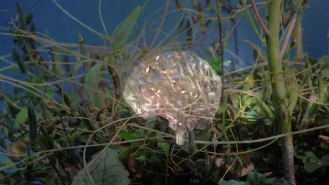 Mapping of Biological universe using AI neural network Stock Footage 260318110