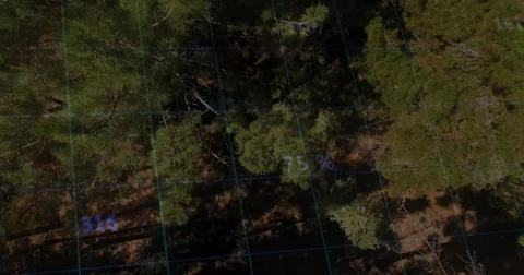 Mapping dense pine canopy from drone, showing blue grid overlay with percentage Stock Photos