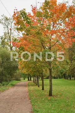 Mapple alley in town park in early autumn season Stock Photos