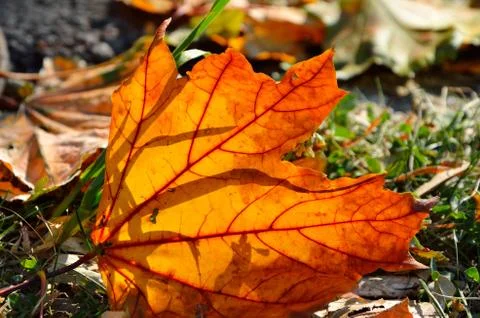 Mapple leaf Stock Photos