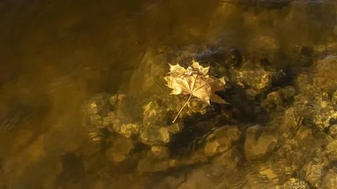 Mapple leaf on water close up Stock Photos