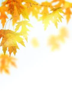 Mapple leafs isolated Stock Photos