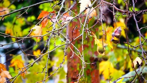 Mapple leaves blowing in the wind on a rainy autumn day. Stock Footage