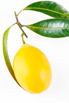 Maprang Stock Photos