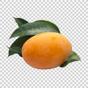 Maprang on white background 15 Stock Photos