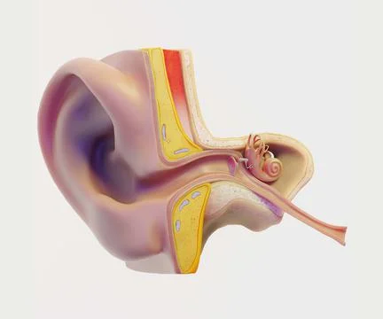 Maps for Ear Structure Anatomy Section Illustrazione stock