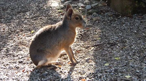 Mara, hare of Patagonia Stock Footage 68201947