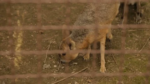 Mara - Patagonian Hare Stock Footage 76863597