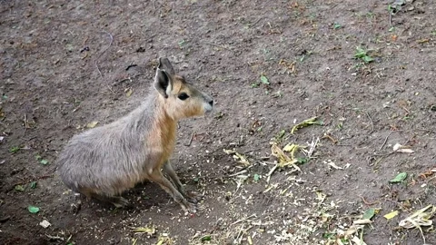 Mara Patagonian stood up on its front paws and looks somewhere Stock Footage 223918254