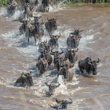 Mara river crossing Stock Photos
