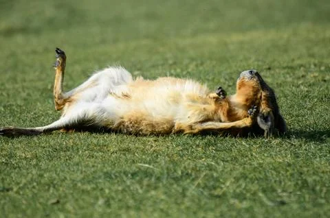 Mara sunbathing Stock Photos