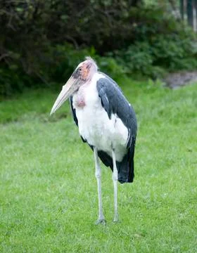 The marabou bird Foto stock