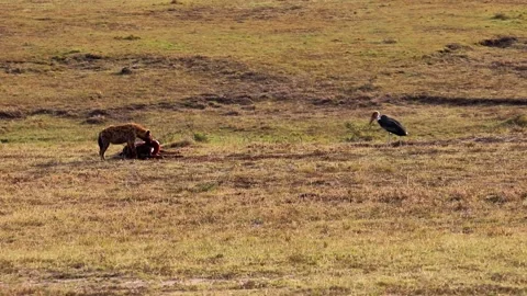 The marabou bird steels some meat from hyena's prey. Stock Footage 196402872