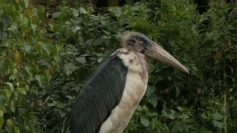 Marabou close-up, staring and looking around 動画素材 76584958