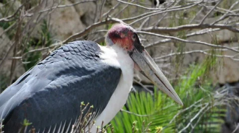 Marabou Stockbeeldmateriaal 523851