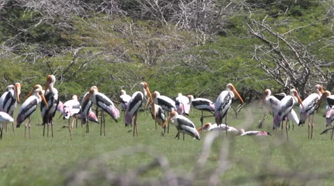 Marabou Video stock 1079542