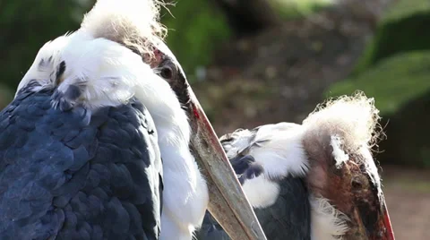 Marabou 스톡 동영상 32880756