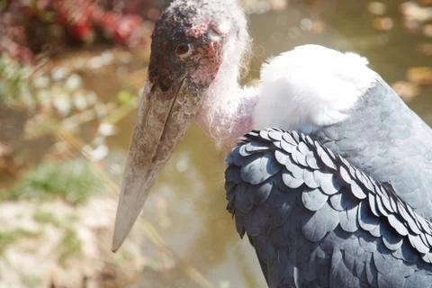 Marabou Stock Photos