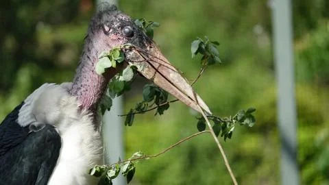 Marabou. Stock Photos