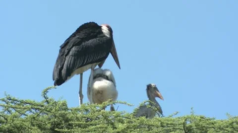 Marabou Stork 1 Vídeos de archivo 22319948