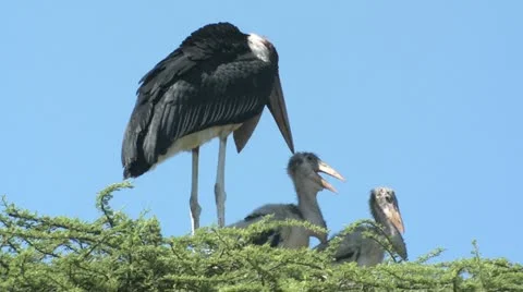 Marabou Stork 2 Stock Footage 22319659