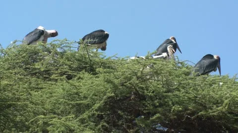Marabou Stork 3 Stock Footage 22319076
