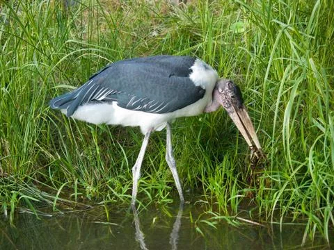 Marabou Stork bird Stock Photos